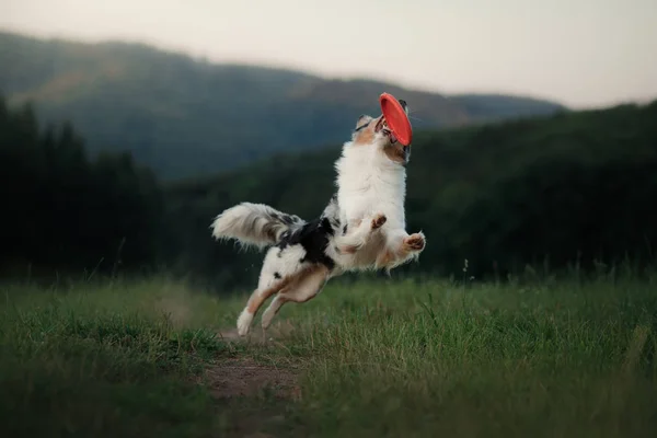 Hunden spelar med skivan i fältet. Sport med Pet. — Stockfoto