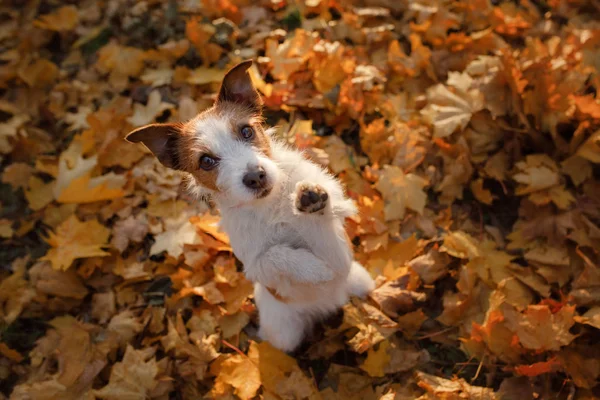 De hond zwaaide met zijn poot. Hey. Huisdier herfst in bladeren — Stockfoto