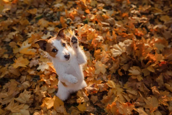 Köpek onun pençe el salladı. Selam. Evde beslenen hayvan sonbahar yaprakları — Stok fotoğraf