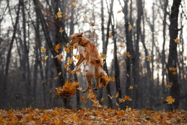 The dog jumps behind the leaves. Nova Scotia duck tolling Retriever in nature. — Stock Photo, Image