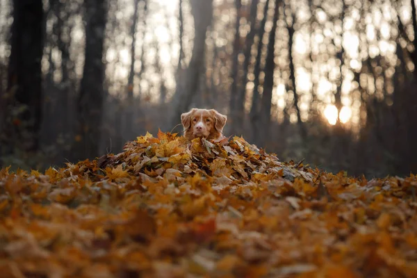 Hond ligt in de herfst bladeren. Huisdier in het park. Toller in de natuur — Stockfoto
