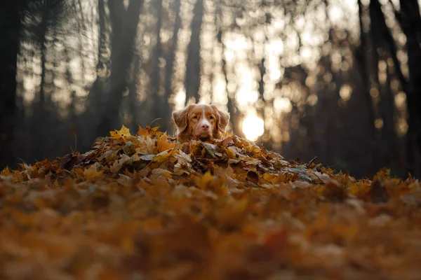 Dog lies in the autumn leaves. Pet in the park. Toller in nature — Stock Photo, Image