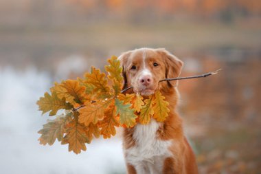 köpek sayfa tutar. Sonbahar ruh hali. Toller.