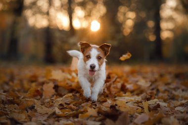 köpek parkta çalıştıran sonbahar yaprakları. Komik ve sevimli Jack Russell Terrier