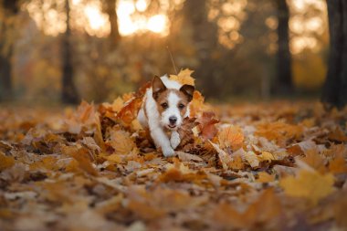 köpek parkta çalıştıran sonbahar yaprakları. Komik ve sevimli Jack Russell Terrier