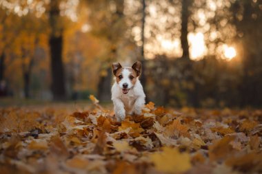 köpek parkta çalıştıran sonbahar yaprakları. Komik ve sevimli Jack Russell Terrier