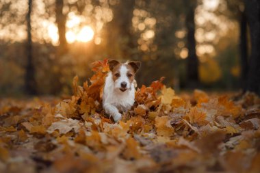 köpek parkta çalıştıran sonbahar yaprakları. Doğa evde beslenen hayvan. Komik ve sevimli Jack Russell Terrier