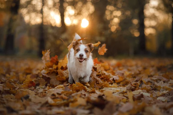 Hund im Herbstlaub läuft im Park herum. lustiger und süßer Jack Russell Terrier — Stockfoto