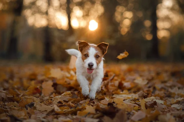Hund im Herbstlaub läuft im Park herum. lustiger und süßer Jack Russell Terrier — Stockfoto