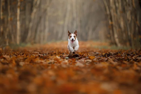 Köpek parkta çalıştıran sonbahar yaprakları. Komik ve sevimli Jack Russell Terrier — Stok fotoğraf