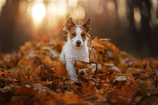 Cane nelle foglie autunnali in esecuzione nel Parco. Divertente e carino Jack Russell Terrier — Foto Stock