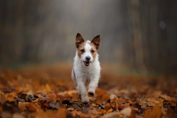 Cão nas folhas de outono que correm no Parque. Engraçado e bonito Jack Russell Terrier — Fotografia de Stock