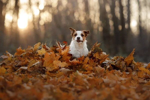 Pies w jesiennych liści w parku. Śmieszne i słodkie Jack Russell Terrier — Zdjęcie stockowe