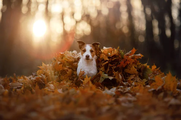 Hund im Herbstlaub läuft im Park herum. lustiger und süßer Jack Russell Terrier — Stockfoto