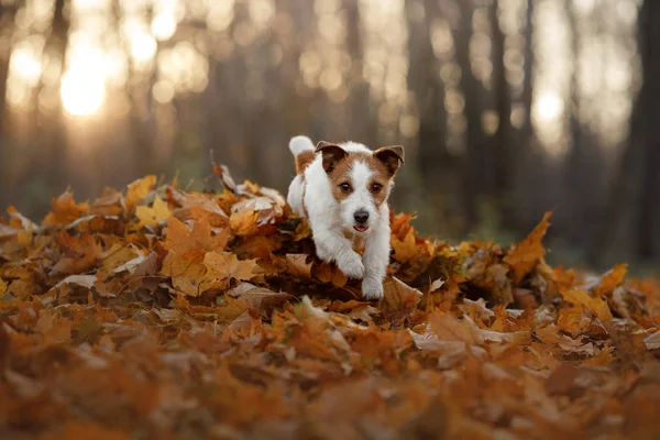 Hund i höst lämnar kör i parken. Rolig och söt Jack Russell Terrier — Stockfoto