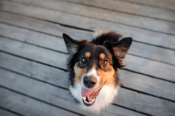 Cara de perro divertida. Retrato de pastor australiano. Animal feliz —  Fotos de Stock