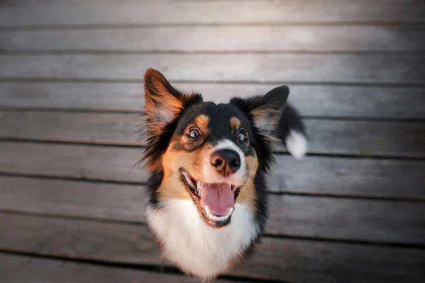 Cara de cão engraçado. Retrato de pastor australiano. Animal feliz — Fotografia de Stock