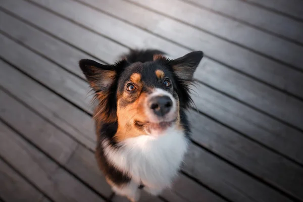 滑稽的狗脸。澳大利亚牧羊犬肖像。快乐的动物 — 图库照片