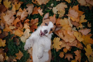 komik köpek surat. Jack Russell Terrier yapraklarında yalan. Sonbahar ruh hali.