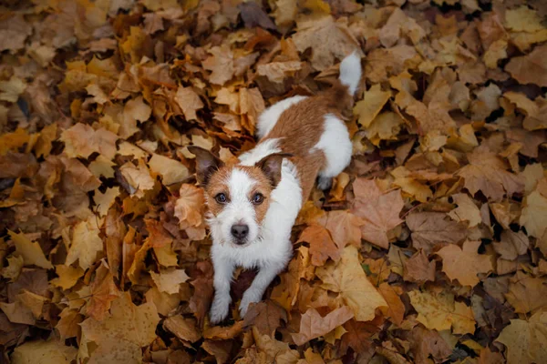 Legrační psí tvář. Jack Russell teriér ležící v listí. Podzimní nálada. — Stock fotografie