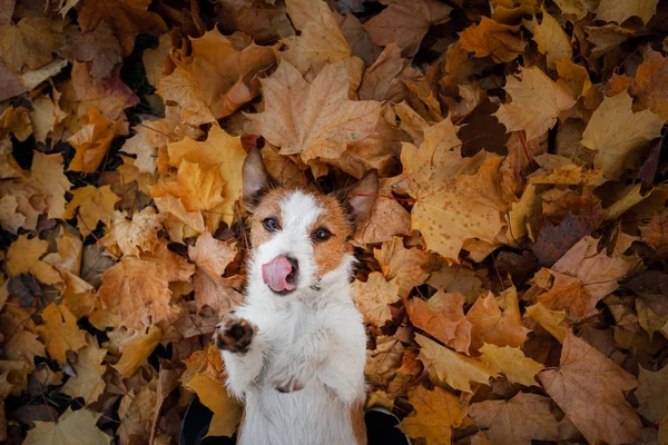 Grappige hond gezicht. Jack Russell Terriër liggen in de bladeren. Autumn mood. — Stockfoto