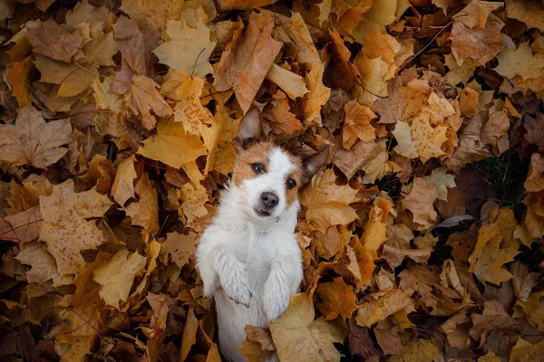 Grappige hond gezicht. Jack Russell Terriër liggen in de bladeren. Autumn mood. — Stockfoto