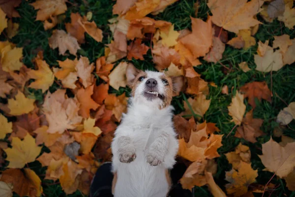 Cara de perro divertida. Jack Russell Terrier acostado en las hojas. Humor de otoño . — Foto de Stock