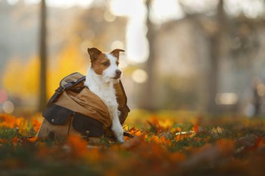 a köpek ile seyahat. Evde beslenen hayvan sonbahar parkta. Sarı yapraklar ve çanta.