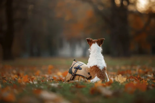 Viajando con un perro. Otoño de mascotas en el Parque. Hojas amarillas y bolsa . —  Fotos de Stock