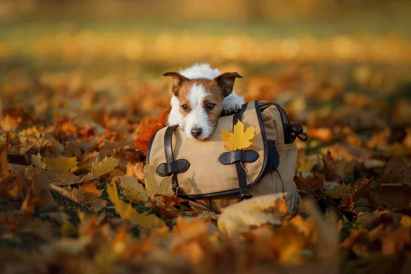 Reser med hund. Sällskapsdjur hösten i parken. Gula blad och väska. — Stockfoto