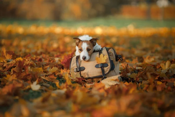 Podróżowanie z psem. Zwierzęta jesień w parku. Żółte liście i torba. — Zdjęcie stockowe