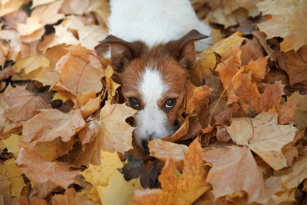 El perro se escondió en las hojas amarillas. Jack Russell Terrier en la naturaleza en el otoño . — Foto de Stock