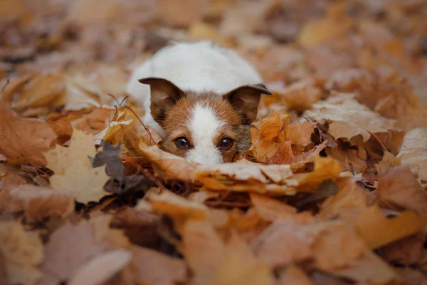 Le chien caché dans les feuilles jaunes. Jack Russell Terrier dans la nature à l'automne . — Photo