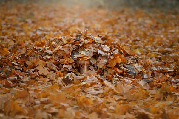 Funny dog in the autumn in the leaves. Cute pet. Nova Scotia Duck Tolling Retriever, Toller. — Stock Photo, Image