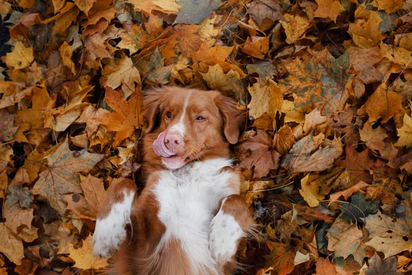 Cão engraçado no outono nas folhas. Bonito animal de estimação. Nova Scotia Duck Tolling Retriever, Toller . — Fotografia de Stock