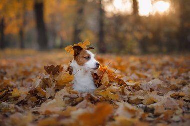 Yapraklar sonbaharda komik köpek. Etkin Jack Russell Terrier