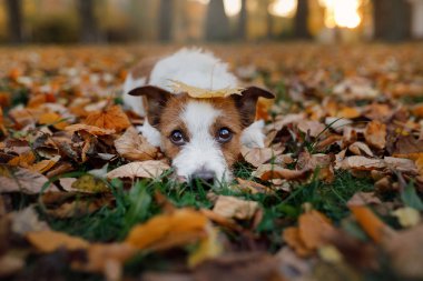 Yapraklar sonbaharda komik köpek. Etkin Jack Russell Terrier