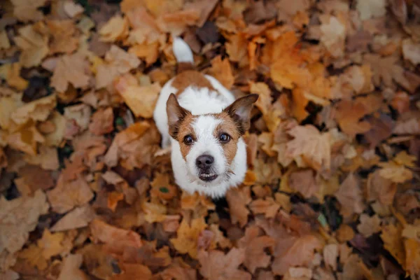 Забавная собака осенью в листьях. Активный Джек Рассел — стоковое фото
