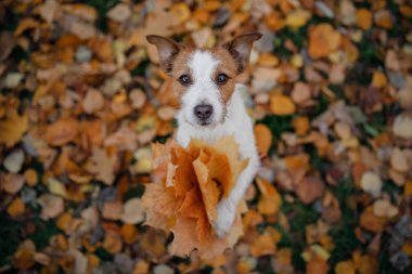 köpek içinde onun paws sonbahar yaprakları tutar. Sonbahar ruh hali. Parkta evde beslenen hayvan. Mutlu Jack Russell Terrier