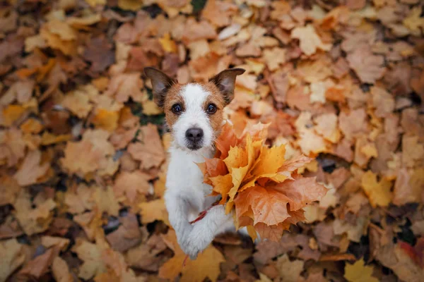 Hunden håller höstlöv i tassarna. Hösten humör. PET i parken. Happy Jack Russell Terrier — Stockfoto