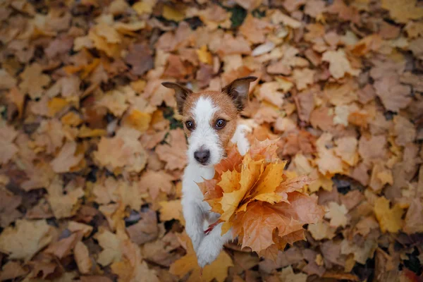 Cão detém folhas de outono em suas patas. Humor de outono. Animal de estimação no parque. Feliz Jack Russell Terrier — Fotografia de Stock