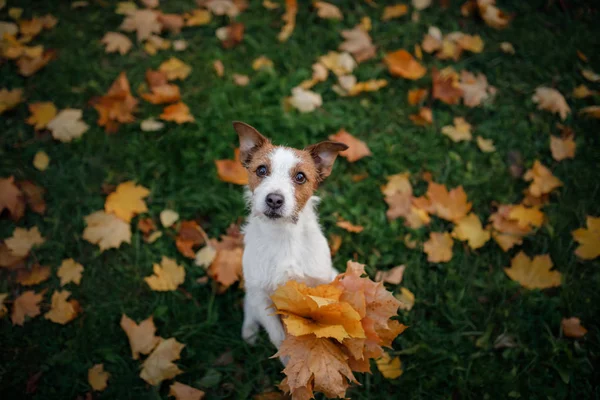 Hond houdt herfstbladeren in zijn poten. Herfst stemming. Huisdier in het park. Gelukkig Jack Russell Terriër — Stockfoto