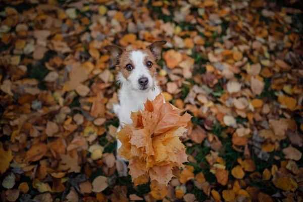 Cão detém folhas de outono em suas patas. Humor de outono. Animal de estimação no parque. Feliz Jack Russell Terrier — Fotografia de Stock