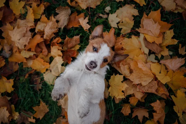 Leuke en grappige hond in het park in de herfst. Huisdier in de natuur. Jack Russell Terriër — Stockfoto