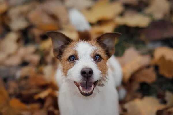 Aranyos és vicces kutya a parkban, ősszel. Kisállat a természetben. Jack Russell-Terrier — Stock Fotó