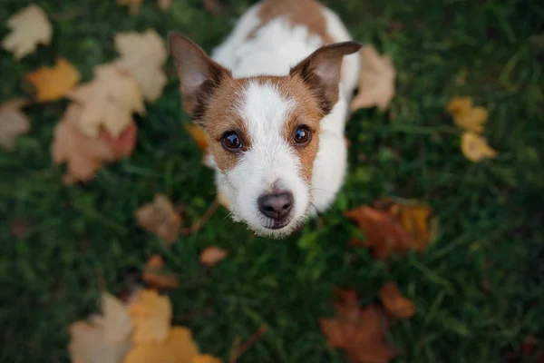 Lindo y divertido perro en el parque en el otoño. Mascotas en la naturaleza. Jack Russell Terrier —  Fotos de Stock