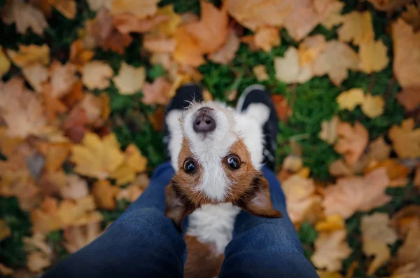 Roztomilý a legrační pes v parku na podzim. Domácí zvířata v přírodě. Jack Russell teriér — Stock fotografie
