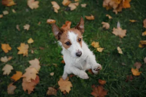 Lindo y divertido perro en el parque en el otoño. Mascotas en la naturaleza. Jack Russell Terrier — Foto de Stock