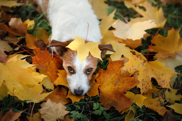 Cão engraçado no parque no outono. Animal de estimação na natureza. Jack Russell Terrier — Fotografia de Stock