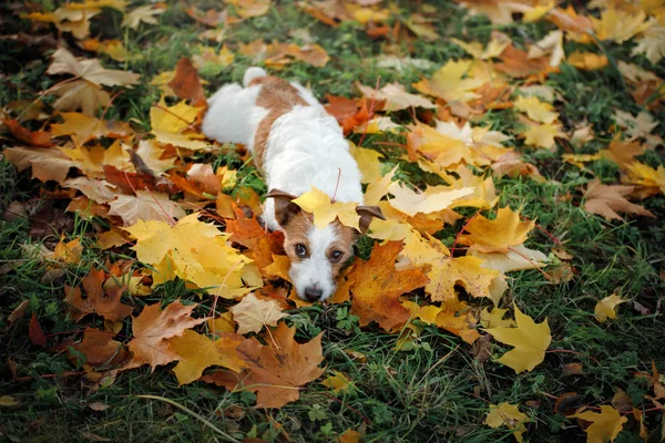 Sonbaharda parkta komik köpek. Doğa evde beslenen hayvan. Jack Russell Terrier — Stok fotoğraf